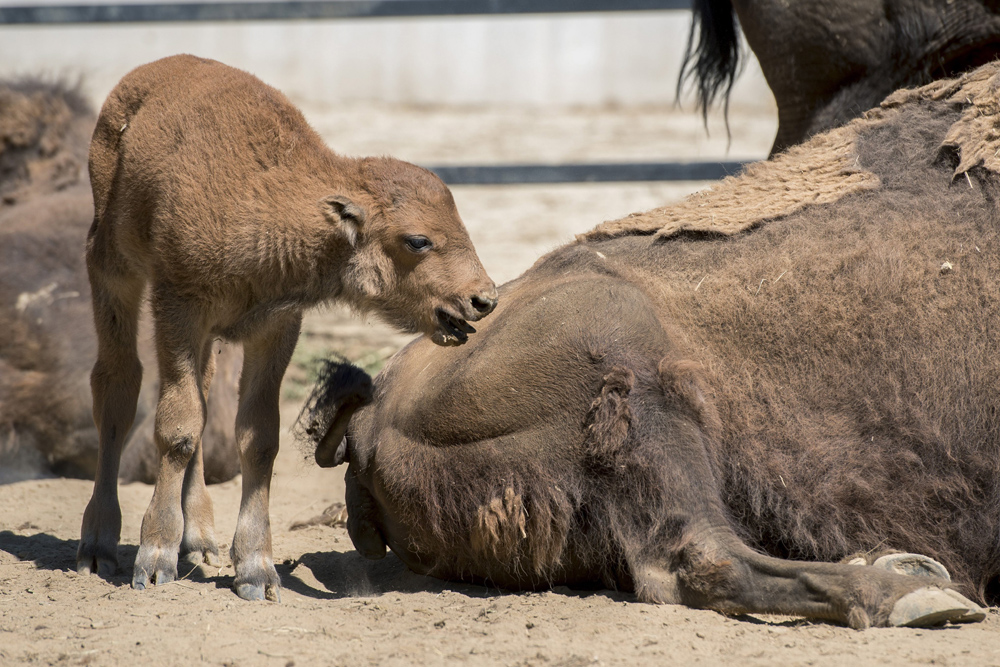 Amerikai bölényborjú (Bison bison) a pécsi állatkerben 2017. július 20-án. Aranka és Brutus negyedik borja július 15-én született. MTI Fotó: Sóki Tamás