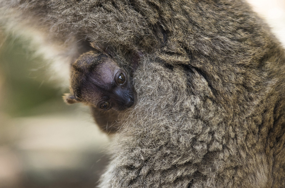 MTI fotó: Balázs Attila