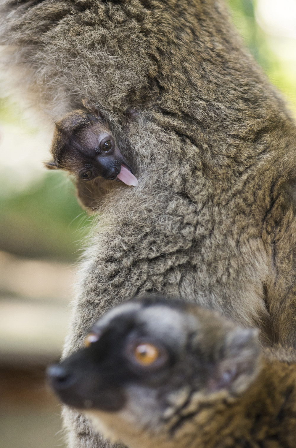 MTI fotó: Balázs Attila