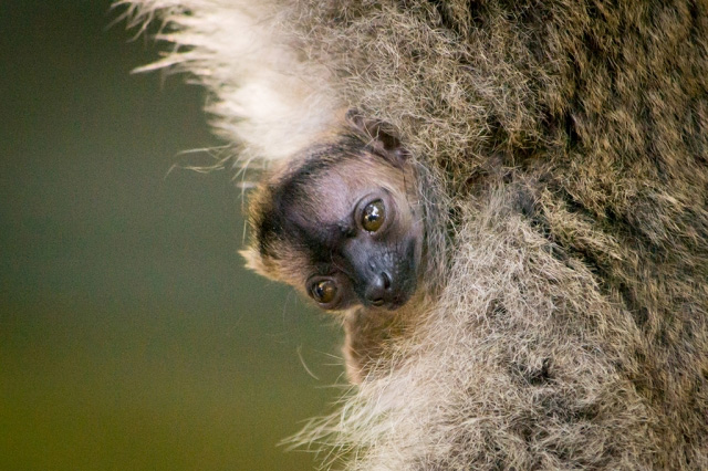 Forrás: Nyíregyházi Állatpark