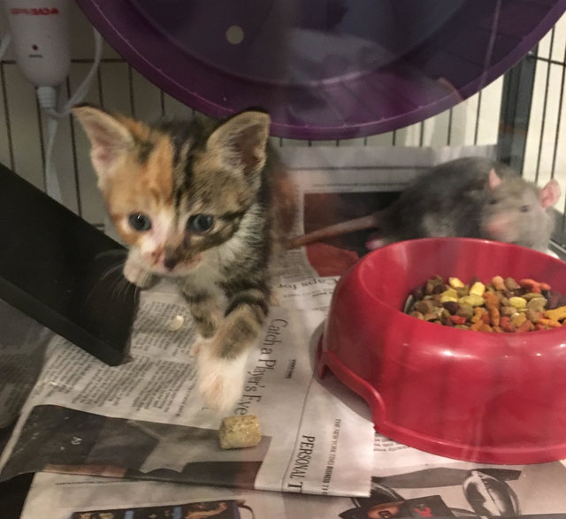 Patkányok vigyáznak a kismacskákra - cuki fotók