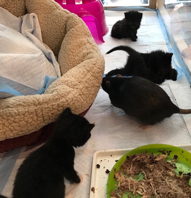 Patkányok vigyáznak a kismacskákra - cuki fotók