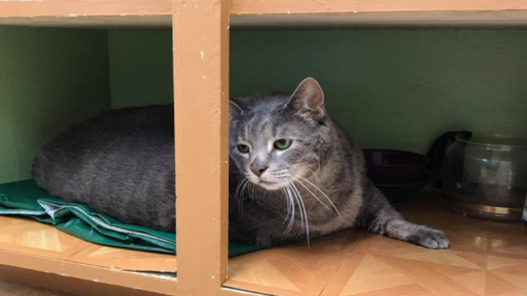 Privát szobát kapott a kövér menhelyi macska