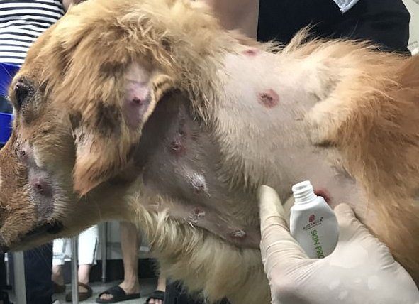 Így örült gazdájának a kutya, akit 50-szer lőttek meg a reptéren