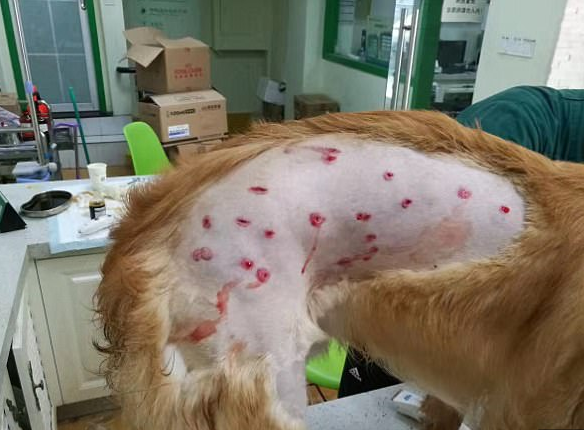 Így örült gazdájának a kutya, akit 50-szer lőttek meg a reptéren