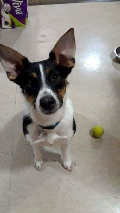 Suttogni is megtanult az udvarias kutya, hogy ne zavarja a szomszédokat - cuki videó