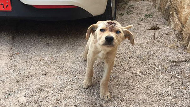 Többször fejbe lőtték, mégis küzdött életéért a kóborkutya