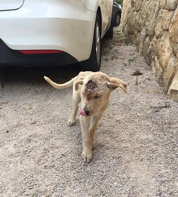 Többször fejbe lőtték, mégis küzdött életéért a kóborkutya