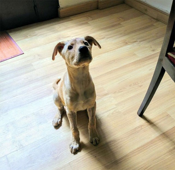 Többször fejbe lőtték, mégis küzdött életéért a kóborkutya