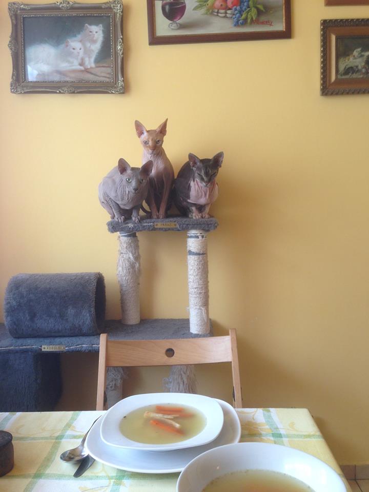 balról jobbra: Áfonya, Fáraó és Kobold