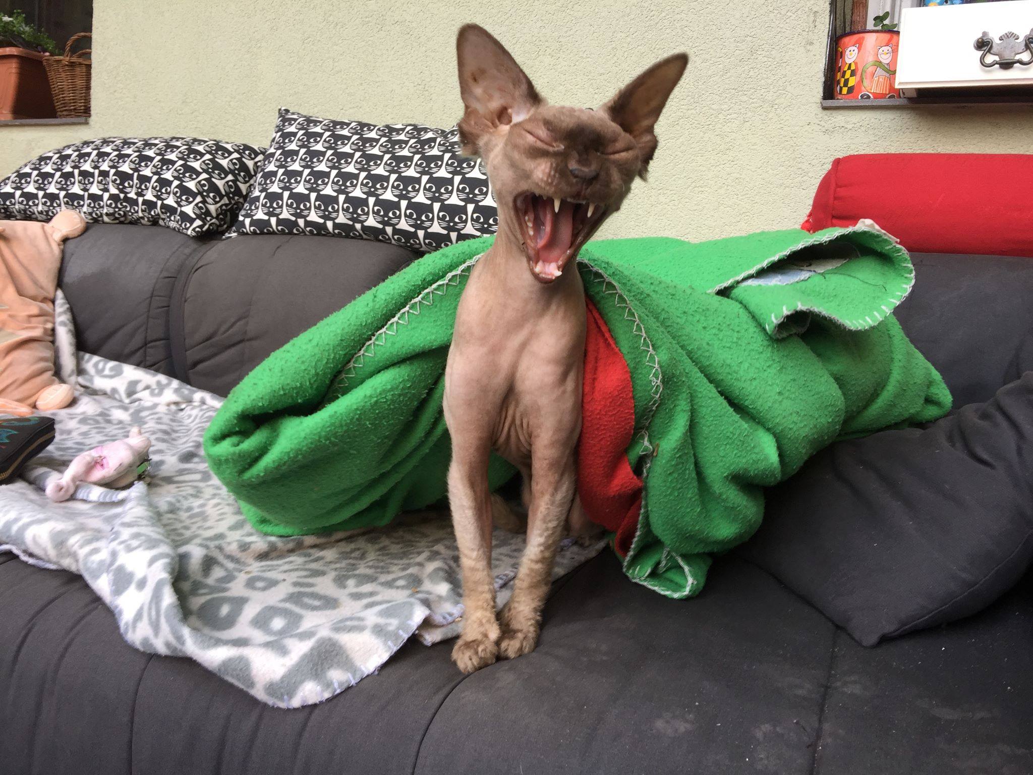 Zafír, Tünde cicája