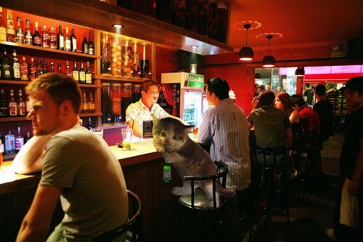 Egy photoshop háború miatt utazza körbe a világot a tündéri kiscica - cuki fotók