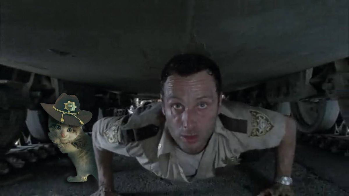 Egy photoshop háború miatt utazza körbe a világot a tündéri kiscica - cuki fotók