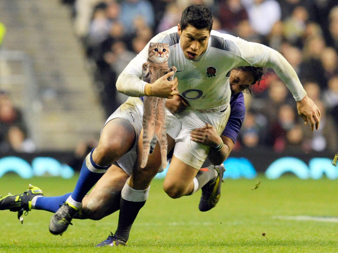 Macskalabda: nincs is cukibb, mint amikor a vízilabdát cicákkal játszák