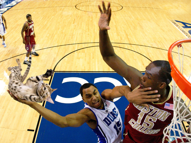 Macskalabda: nincs is cukibb, mint amikor a vízilabdát cicákkal játszák