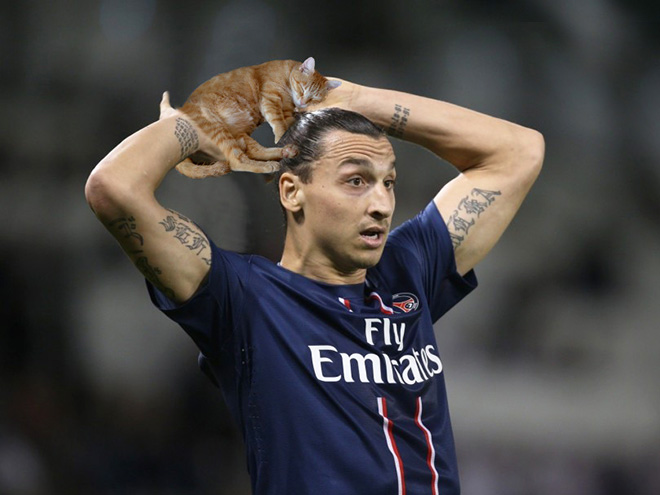 Macskalabda: nincs is cukibb, mint amikor a vízilabdát cicákkal játszák