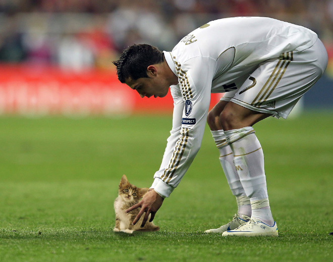 Macskalabda: nincs is cukibb, mint amikor a vízilabdát cicákkal játszák