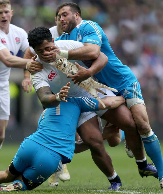 Macskalabda: nincs is cukibb, mint amikor a vízilabdát cicákkal játszák