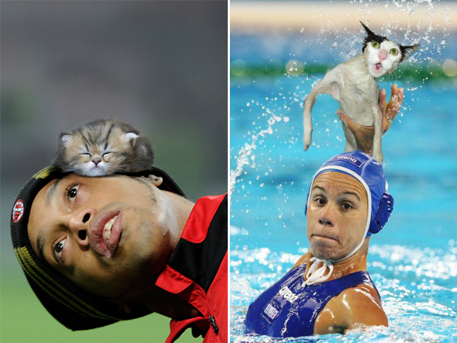 Macskalabda: nincs is cukibb, mint amikor a vízilabdát cicákkal játszák