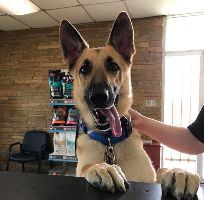 10 cuki kutya, aki egyszerűen nem tud mit kezdeni a nyelvével