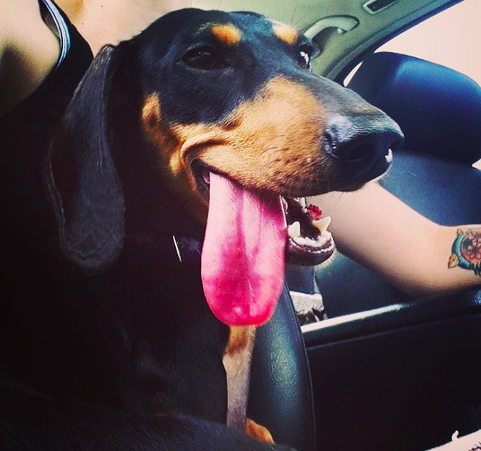 10 cuki kutya, aki egyszerűen nem tud mit kezdeni a nyelvével