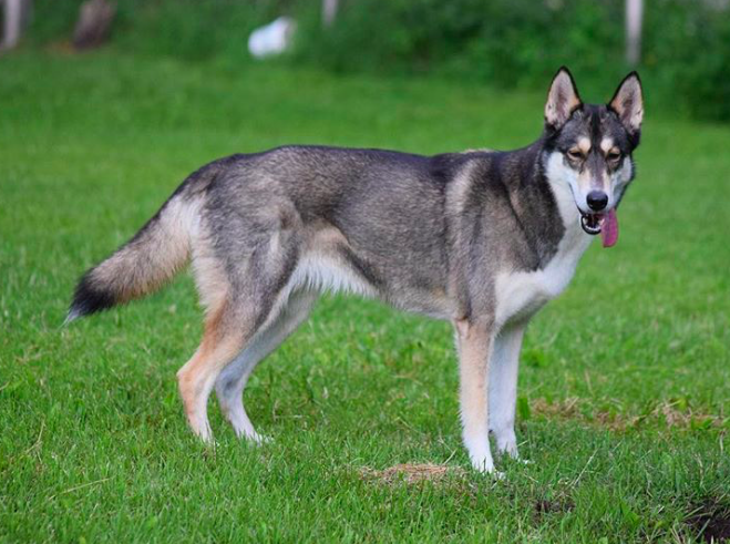 10 cuki kutya, aki egyszerűen nem tud mit kezdeni a nyelvével