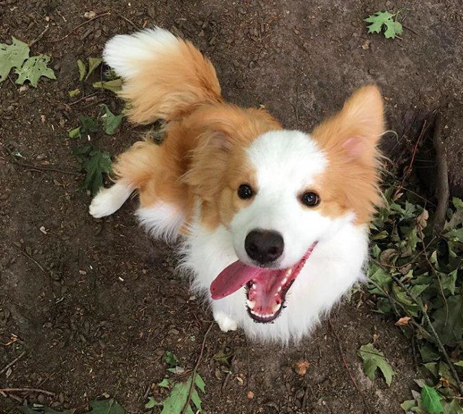 10 cuki kutya, aki egyszerűen nem tud mit kezdeni a nyelvével