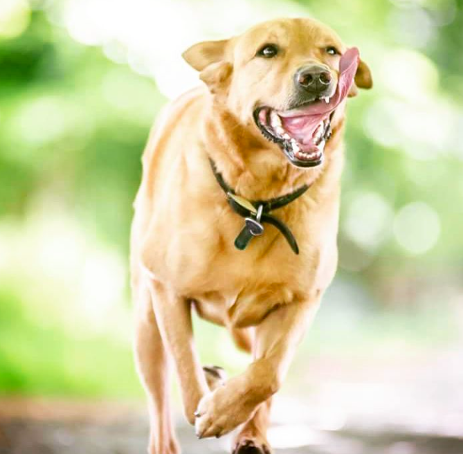 10 cuki kutya, aki egyszerűen nem tud mit kezdeni a nyelvével
