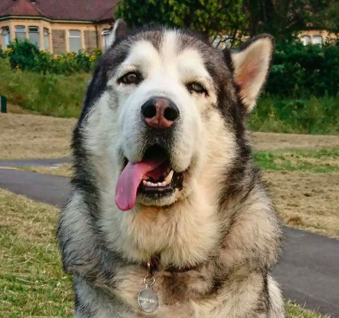 10 cuki kutya, aki egyszerűen nem tud mit kezdeni a nyelvével