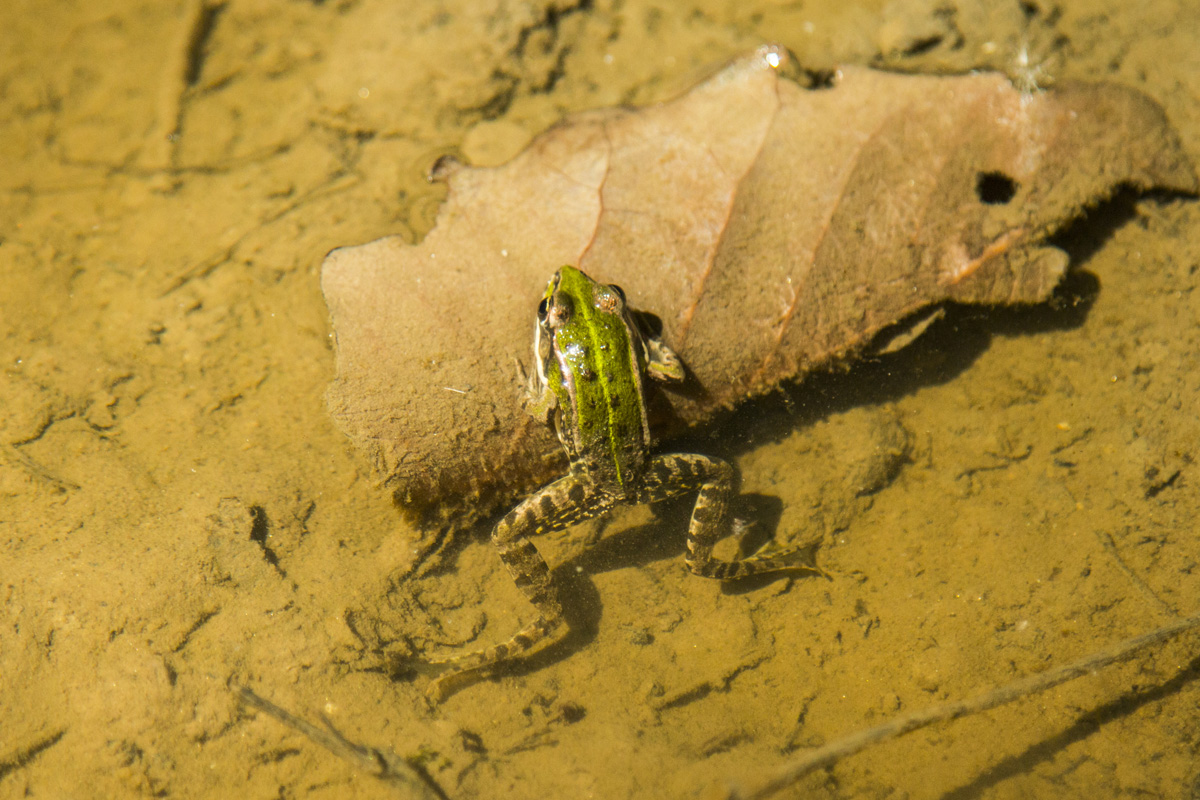 Ha meglátod ezeket a kis magyar falvakat, soha többé nem akarsz városban élni