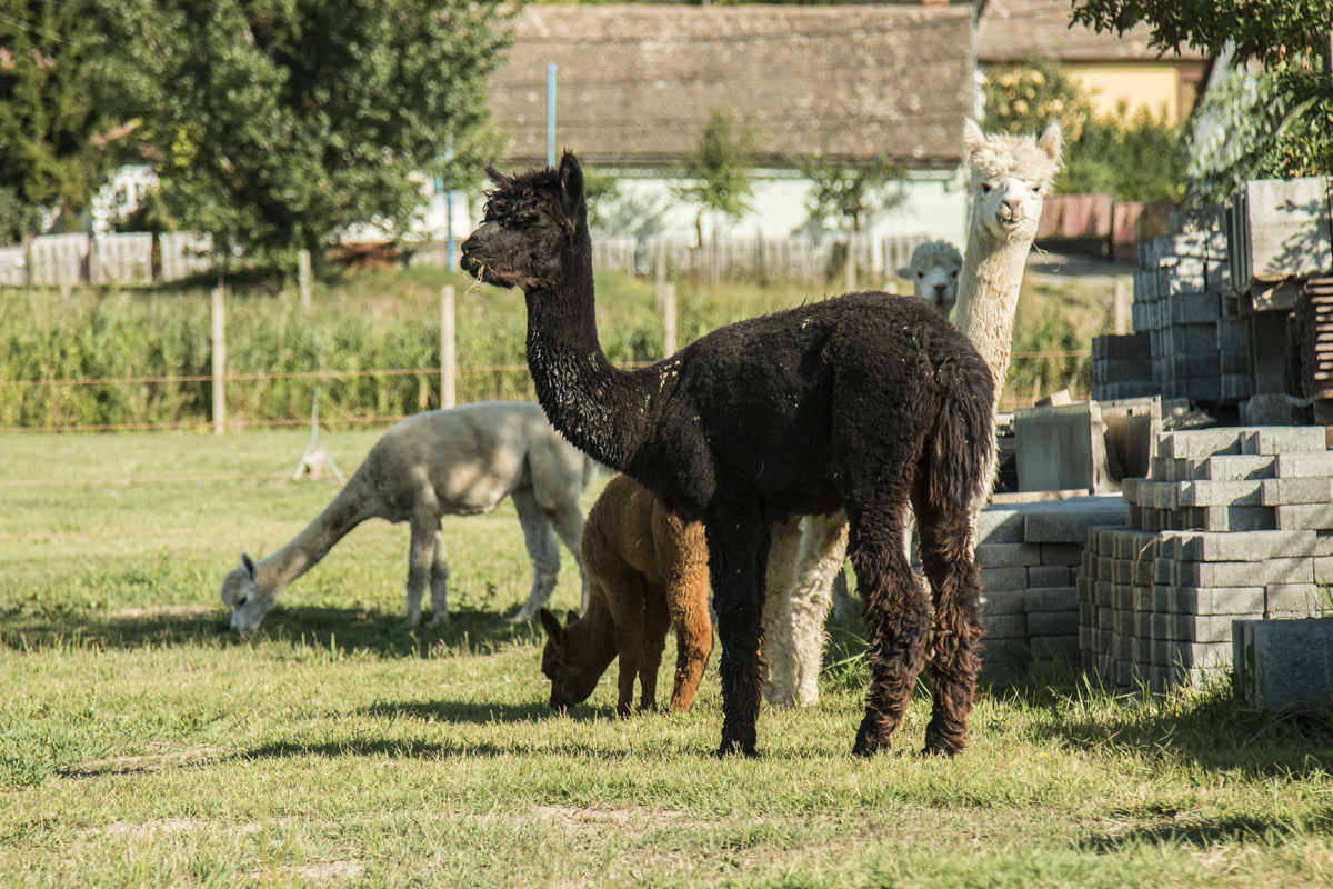 Ha meglátod ezeket a kis magyar falvakat, soha többé nem akarsz városban élni