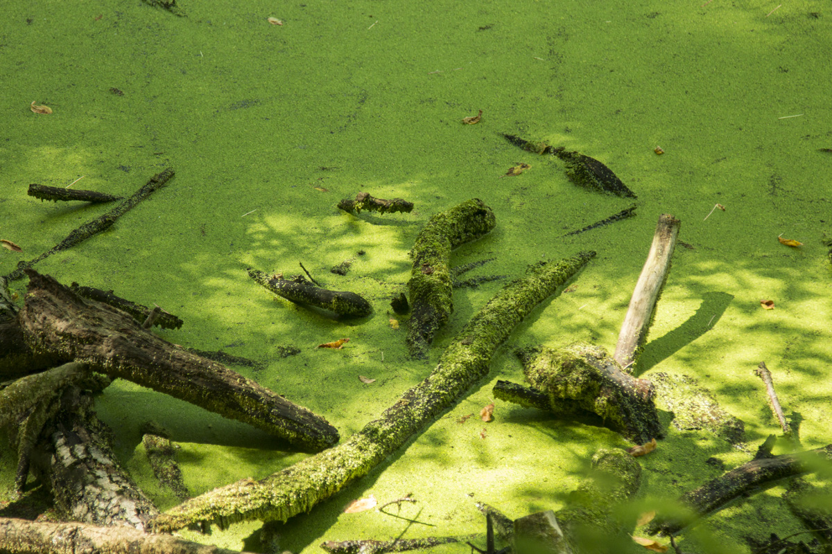 Ha meglátod ezeket a kis magyar falvakat, soha többé nem akarsz városban élni
