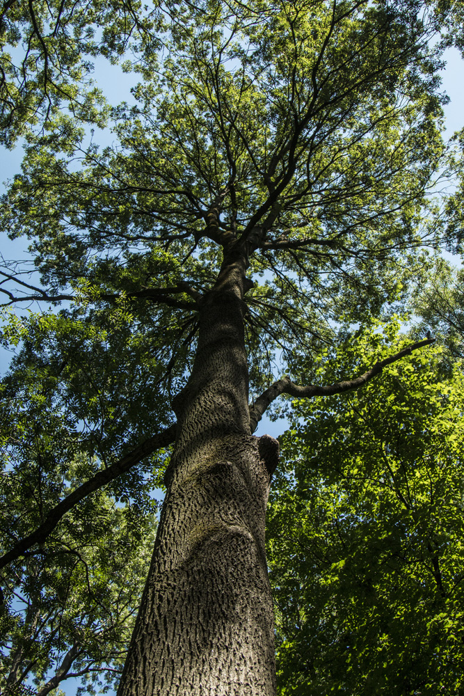 Ha meglátod ezeket a kis magyar falvakat, soha többé nem akarsz városban élni