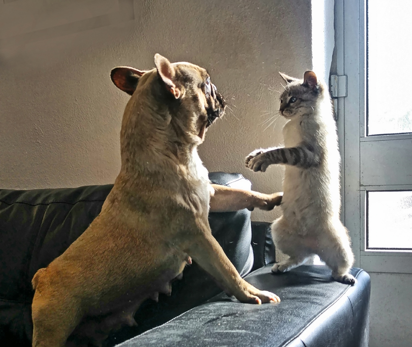 Ezek a legviccesebb állatos fotók az idei Comedy Pet Photography Awards-ról