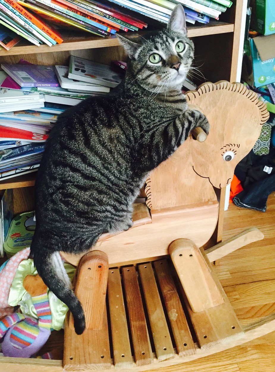 Ezek a legviccesebb állatos fotók az idei Comedy Pet Photography Awards-ról