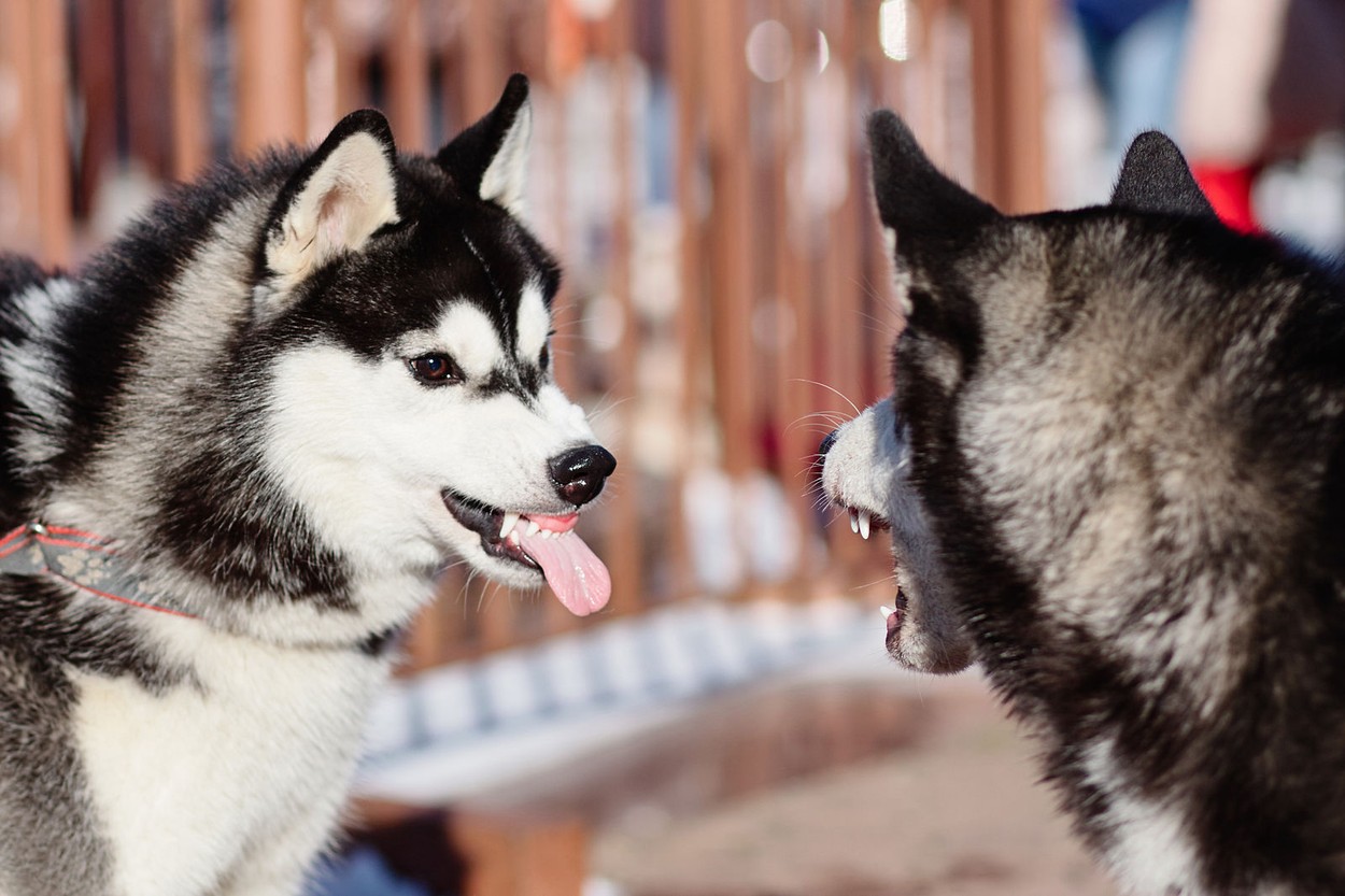 Ezek a legviccesebb állatos fotók az idei Comedy Pet Photography Awards-ról