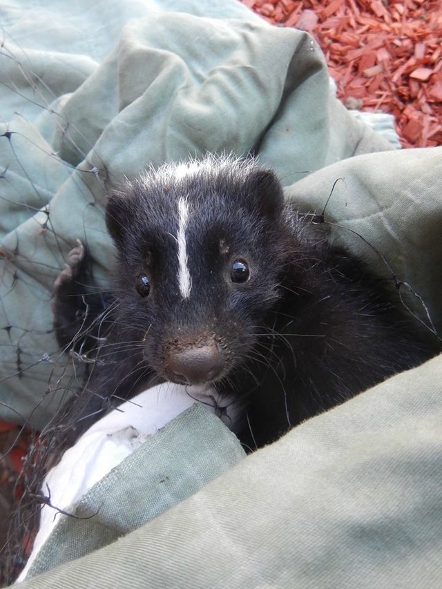 Halálra rémült a drótkerítésbe szorult borzbébi