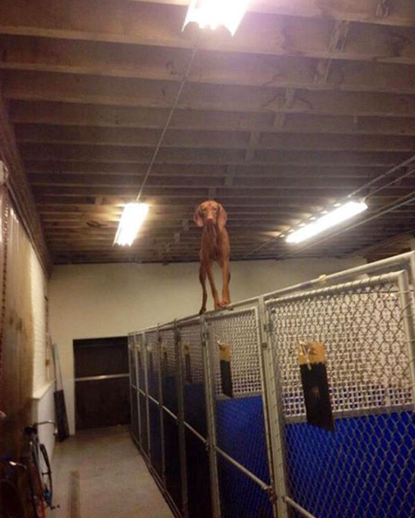 12 kutya, aki valamiért macskának képzeli magát 12 kutya, aki valamiért macskának képzeli magát