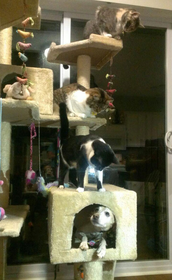 12 kutya, aki valamiért macskának képzeli magát 12 kutya, aki valamiért macskának képzeli magát