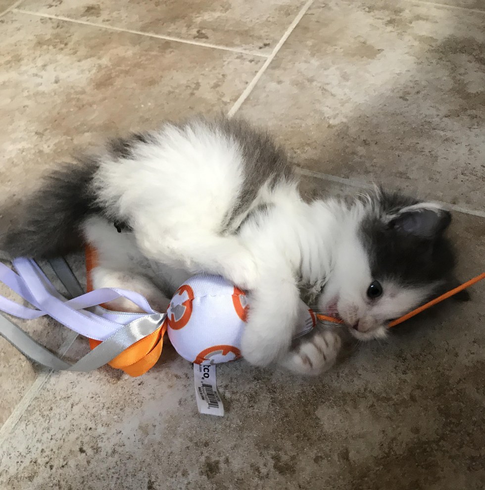 Ha igazi szeretetre vágysz, fogadj örökbe egy cicát