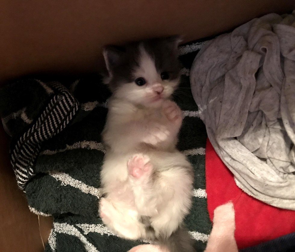 Ha igazi szeretetre vágysz, fogadj örökbe egy cicát