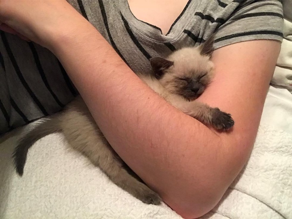 Ha igazi szeretetre vágysz, fogadj örökbe egy cicát