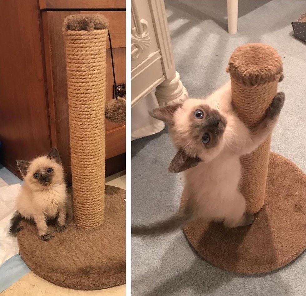 Ha igazi szeretetre vágysz, fogadj örökbe egy cicát