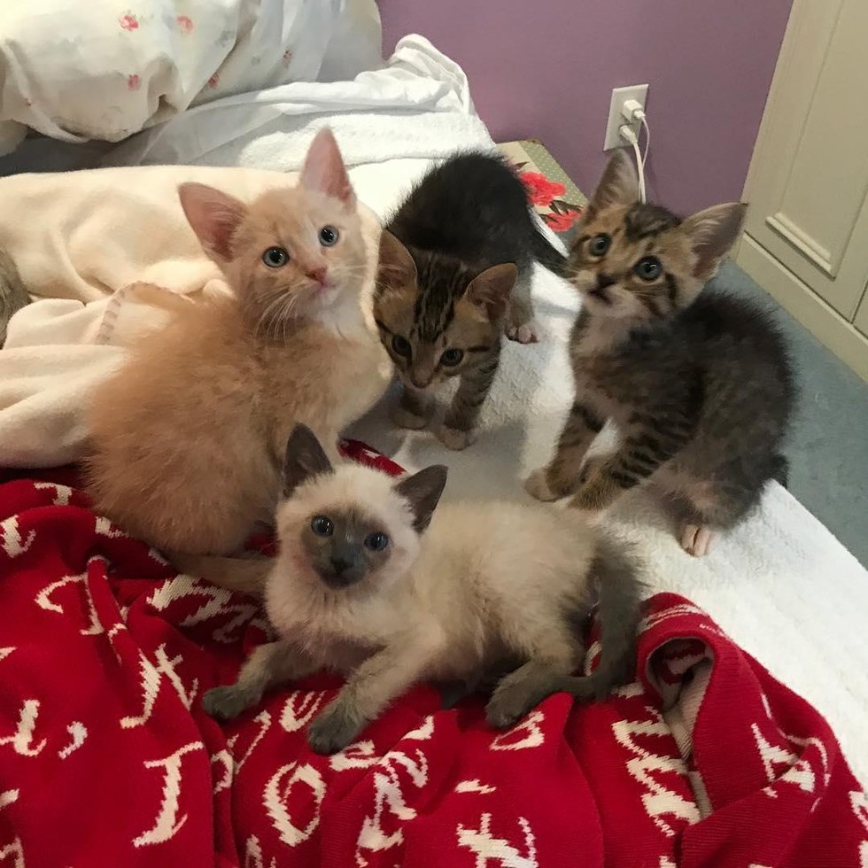 Ha igazi szeretetre vágysz, fogadj örökbe egy cicát