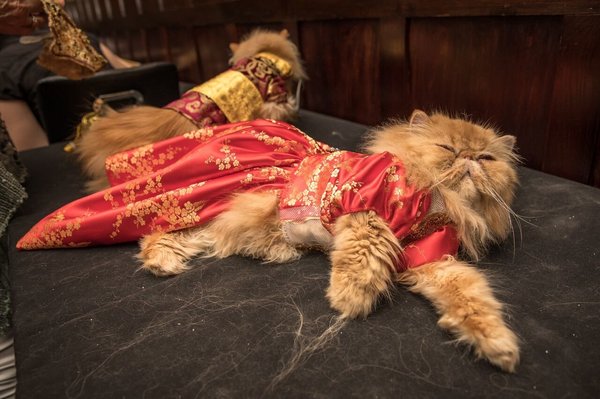 Egy hotel macska divatbemutatót tartott, és igen, csodás volt