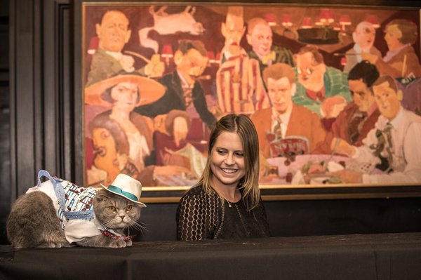 Egy hotel macska divatbemutatót tartott, és igen, csodás volt