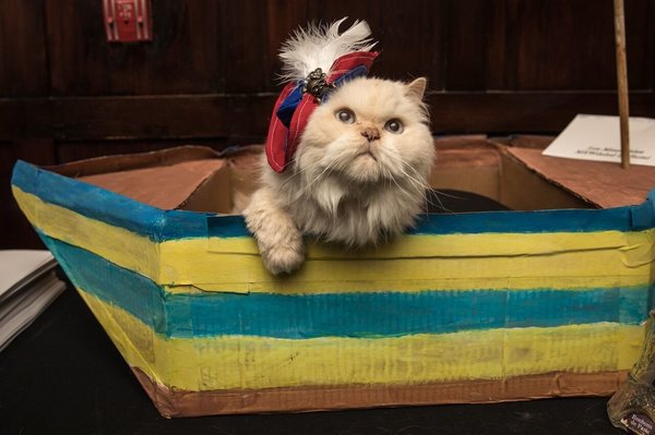 Egy hotel macska divatbemutatót tartott, és igen, csodás volt