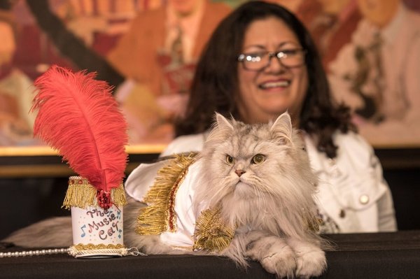 Egy hotel macska divatbemutatót tartott, és igen, csodás volt