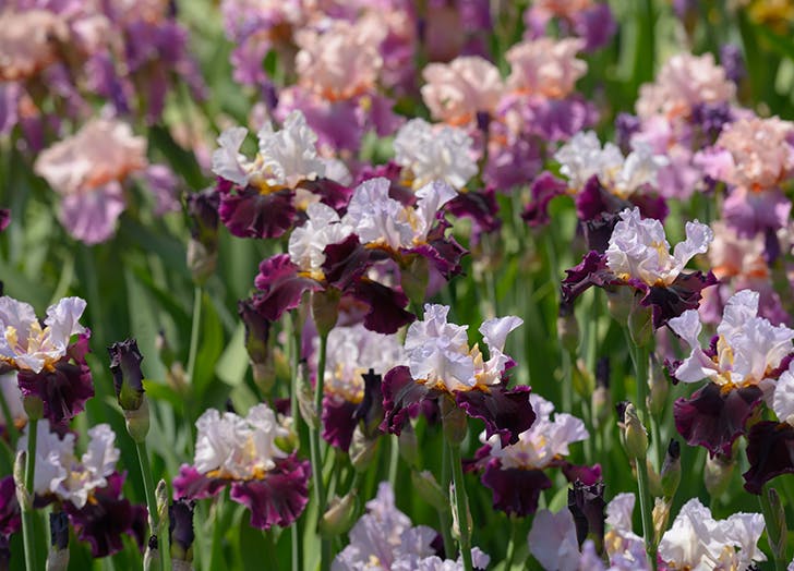 10 csodaszép évelő virág, amit ősz elején érdemes elültetni 10 csodaszép évelő virág, amit ősz elején érdemes elültetni