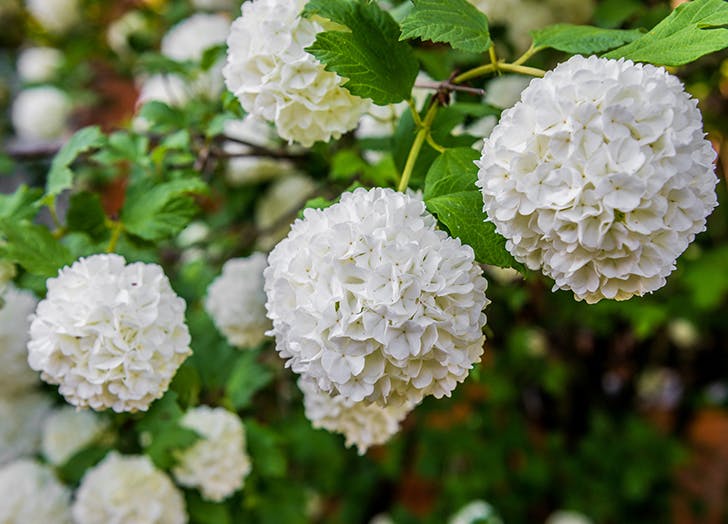 10 csodaszép évelő virág, amit ősz elején érdemes elültetni 10 csodaszép évelő virág, amit ősz elején érdemes elültetni